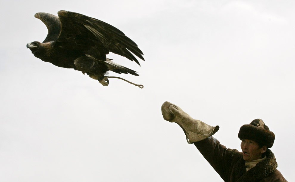 Falconry-Falconeria - La cetrería - falknerei