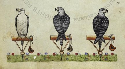falconry girofalcis De arte venandi cum avibus
