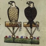 peregrine falcon drawing de arte venandi cum avibus