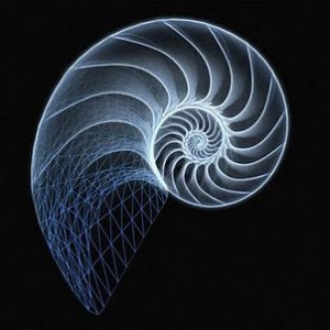 falconry our design - fibonacci spiral- design de cetrería -Falknerei-Design - design de fauconnerie -design di falconeria