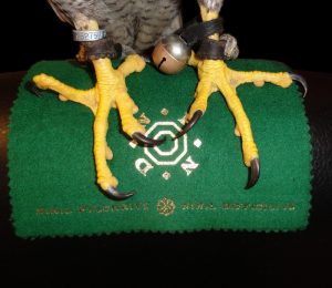 Falconry objects - peregrine falcon hands